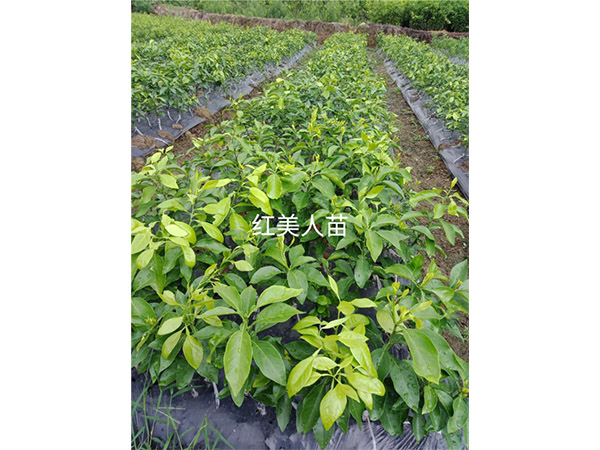 红美人苗
