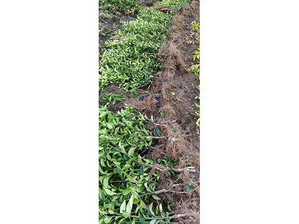 商洲枳壳嫁接苗